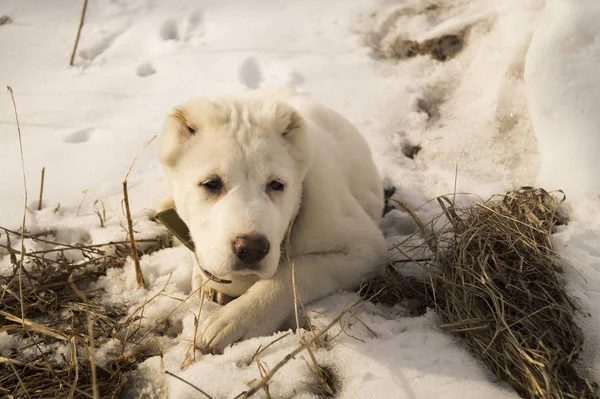 Girl puppy of the Central Asian Shepherd Dog lying on the snow.