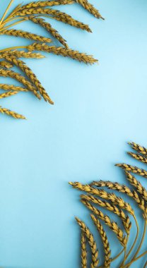 Buğday mavi arka planda iki köşede bulunur. Dikey kartpostal. Boşluğu kopyala.