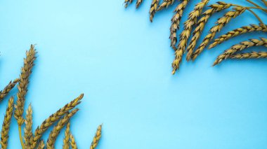 Buğday mavi arka planda iki köşede bulunur. Yatay kartpostal. Boşluğu kopyala.