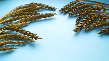 Buğday mavi arka planda iki tarafta bulunur. Yatay kartpostal. Boşluğu kopyala.