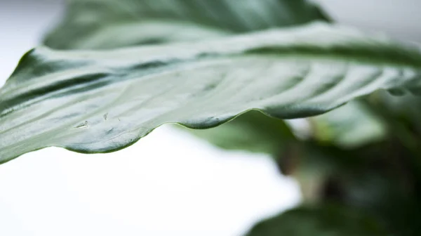 鉢植えの緑の葉のクローズアップエッジ インテリアデザイン 趣味の概念 — ストック写真