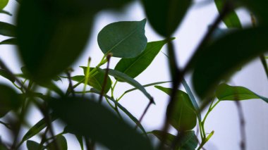 Bireyin başkaları vasıtasıyla gittiğini görmek. Seçici odaklanma. Variety Ficus Benjamin Natasha. Kapalı alan bitkisi. Büyümek ve bitkilerle ilgilenmek. Çiçek işi. Kartpostal, poster.