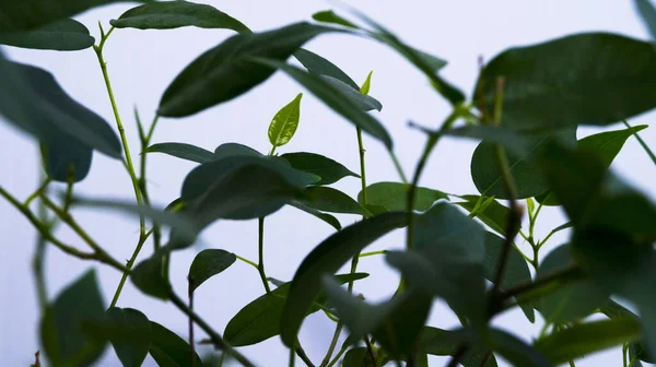 View through the green leaves. Selective focus. Variety Ficus Benjamin Natasha. Indoor plant. Growing and caring for plants. Flower business. Postcard, poster.