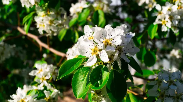 Bright white pear flowers with green leaves on the branches, lit by a warm ray of the sun. Springtime. Blooming of the kidneys. Selective focus. — Stock Photo, Image