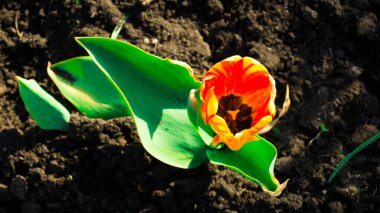 Yeşil yapraklı kırmızı-sarı lale bir bahçe çiçek tarhında toprağa dikilmiş. Güzel parlak çiçek tomurcuğu. İlkbahar. Doğada güneşli bir gün..
