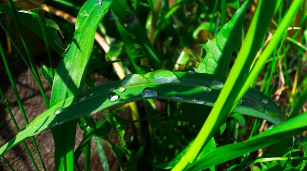 Spring time. Fresh green grass with dew drops close up. Water driops on the fresh grass after rain. Light morning dew on the grass.