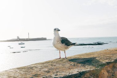 Deniz kenarındaki rıhtımda martı, gezinti güvertesi.
