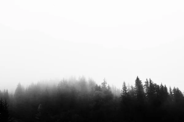 Silhouette Contrasto Bianco Nero Della Foresta Nella Nebbia — Foto Stock