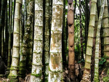 Botanik bahçesinde bambu