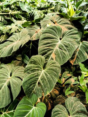 Rafta yeşil çiçekler