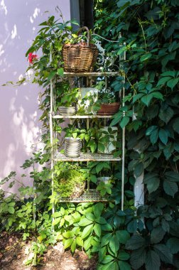 Rafta yeşil çiçekler