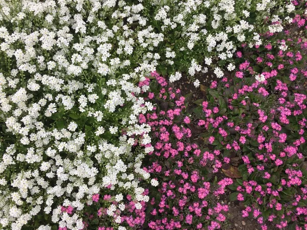 Flores Blancas Rosas — Foto de Stock