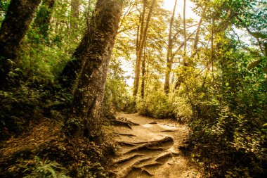 Bosque Nativo - Yerli Ormanı