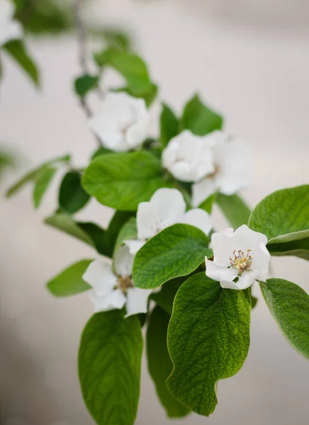 Baharda beyaz yasemin çiçeği