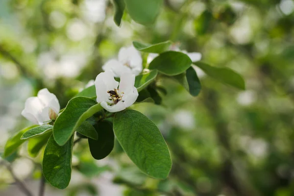 Beyaz yasemin çiçeği İlkbaharda arıyla