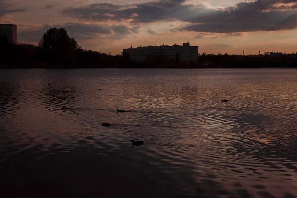 Gün batımında göl kuşlarla dolu.