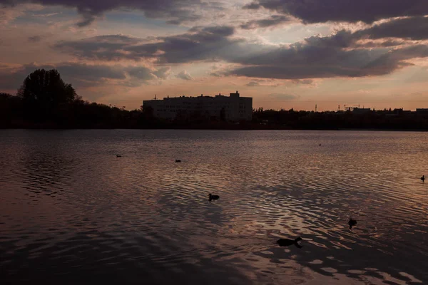 Gün batımında göl kuşlarla dolu.