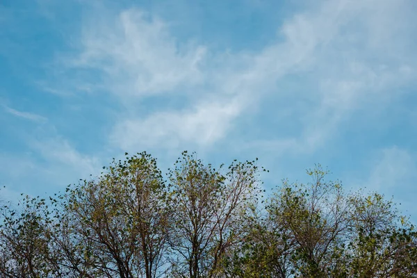 Bulutlar ve tahta dallar ile gökyüzü