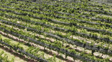 Üzüm bağlarının havadan çekilmiş görüntüleri, şarap yapımında kullanılan üzümler.