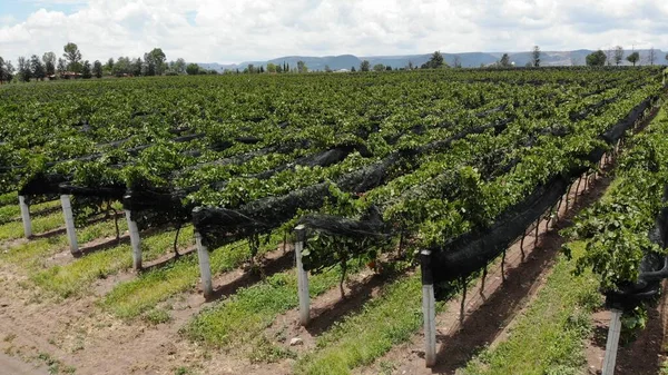 Tiro Aéreo Vinhas Cultivo Uvas Para Vinificação — Fotografia de Stock