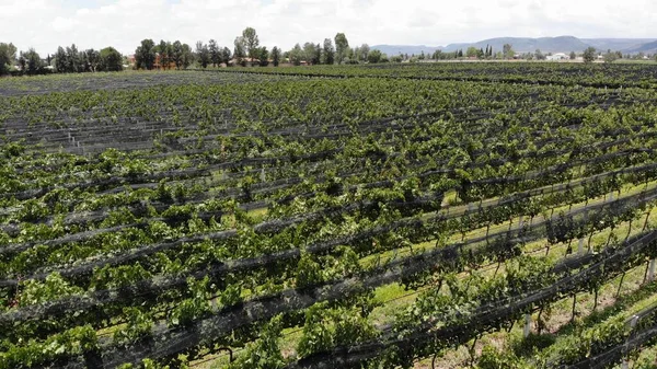 空中拍摄葡萄园 种植酿酒用葡萄 — 图库照片