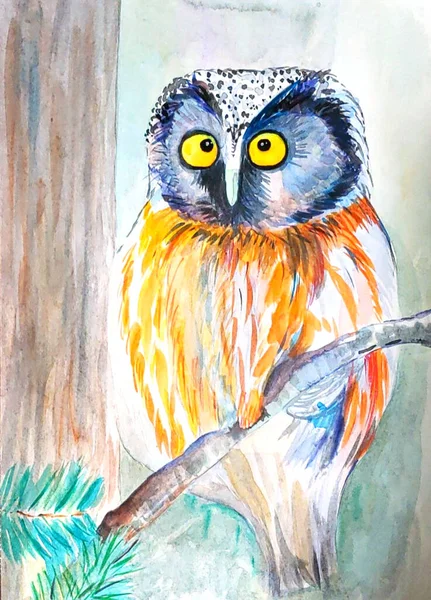 çok renkli, sarı gözlü baykuş çam dalında oturuyor.