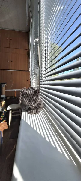 Kedi pencere eşiğinde yatıyor ve güneşin tadını çıkarıyor.