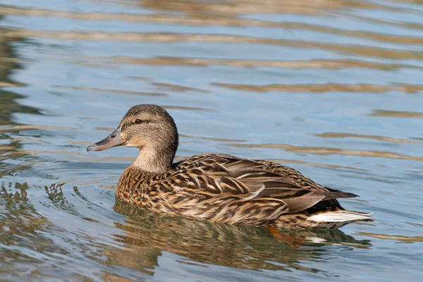 Mavi / yeşil gölde yüzen Mallard ördeği.