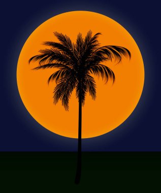 palmiye ağaçları güneşin karşı silüeti