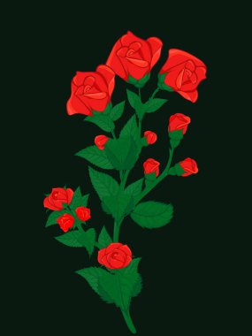 tomurcukları ile gül çiçek şube