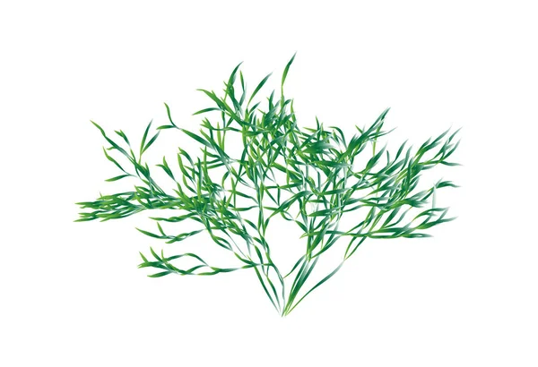 Arbusto verde vector aislado — Archivo Imágenes Vectoriales