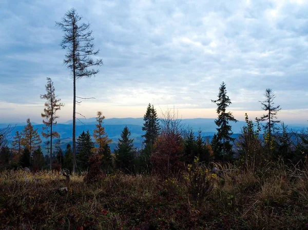 Slovakya Dağlarında Günbatımı Ağaçları ve Doğa