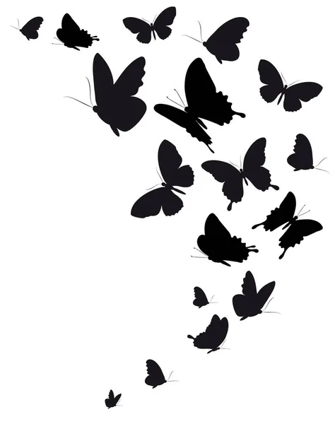 Papillon noir, isolé sur un blanc — Photo