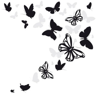 Siyah kelebekler beyaz arka planda izole edilmiş