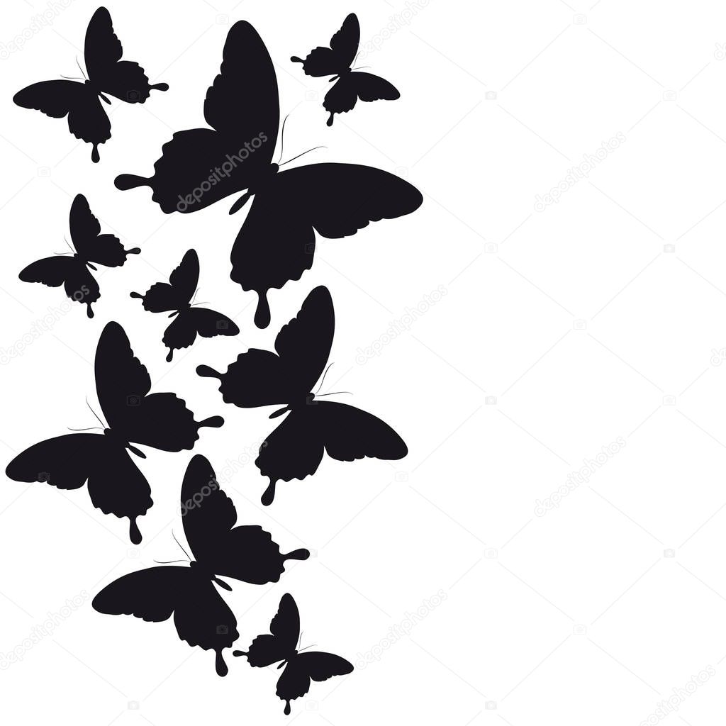 black butterflies isolated on white background