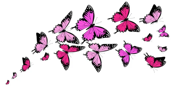 Vacker Rosa Fjärilar Isolerad Vit Bakgrund Nära Utsikt — Stockfoto