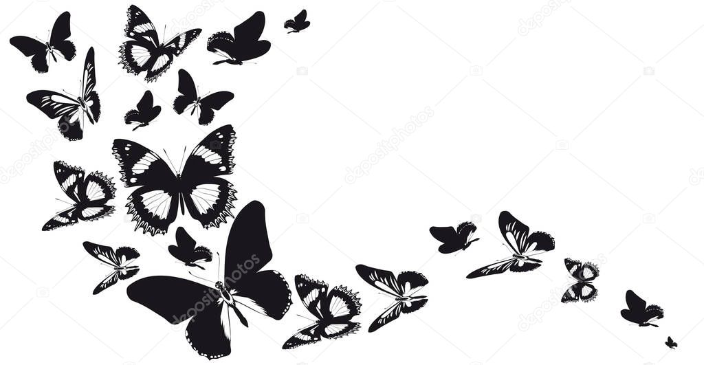black silhouettes of butterflies isolated on white background, spring concept 