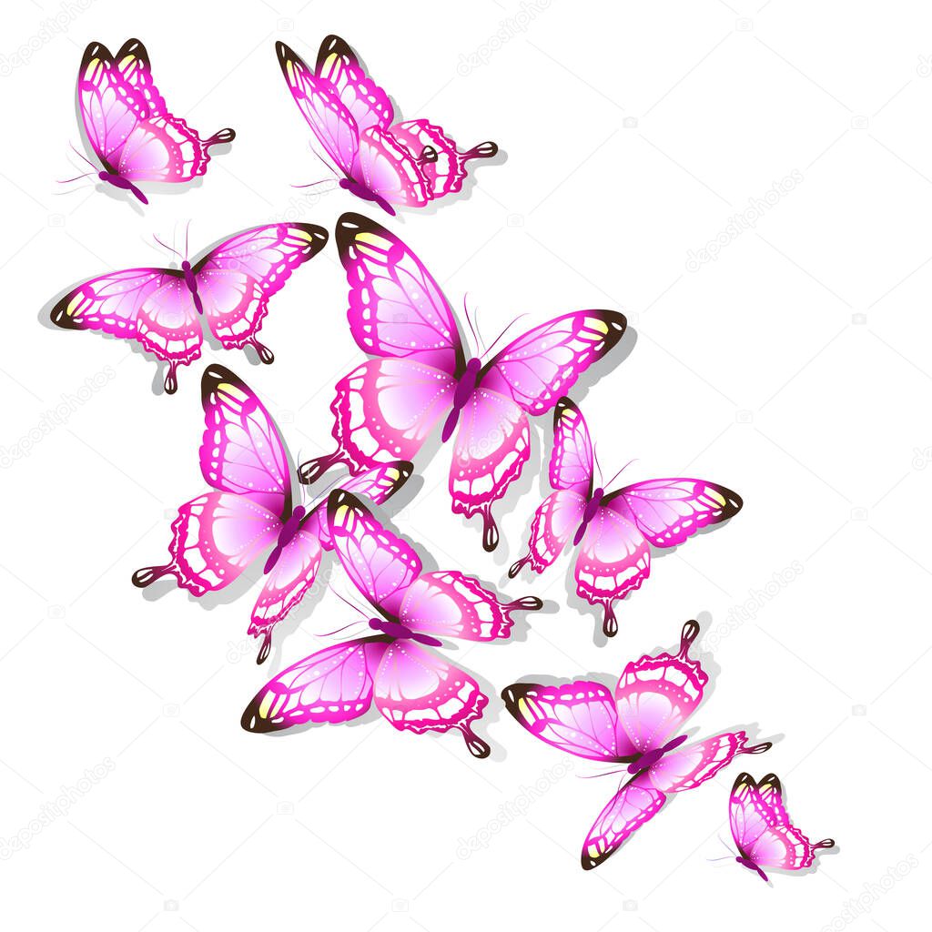 Set of bright colorful butterflies isolated on white background, spring concept 