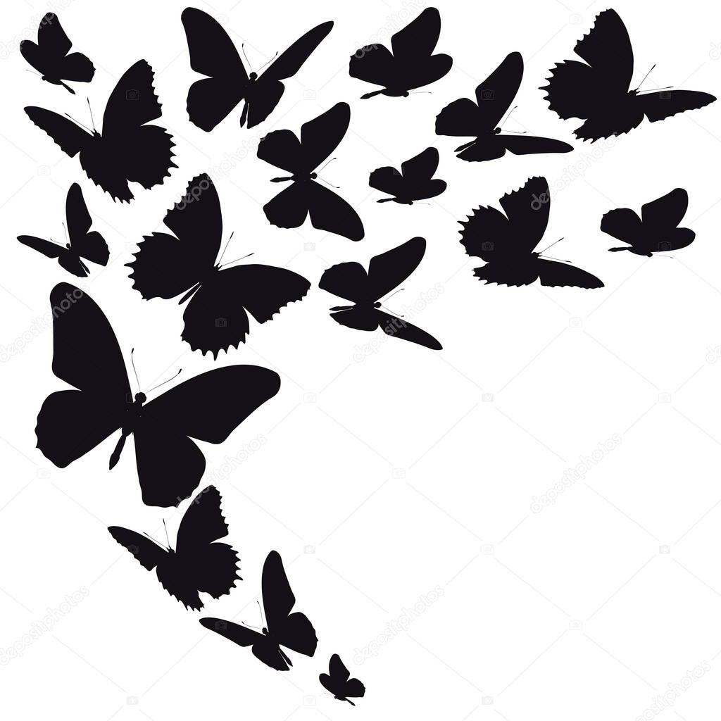 Set of black butterflies isolated on white background, spring concept 