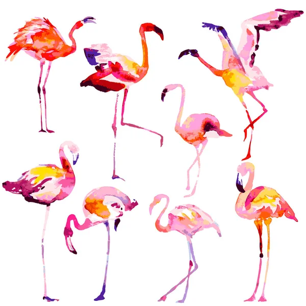 Beautiful Watercolor Flamingos Isolated White Background — Stock Vector
