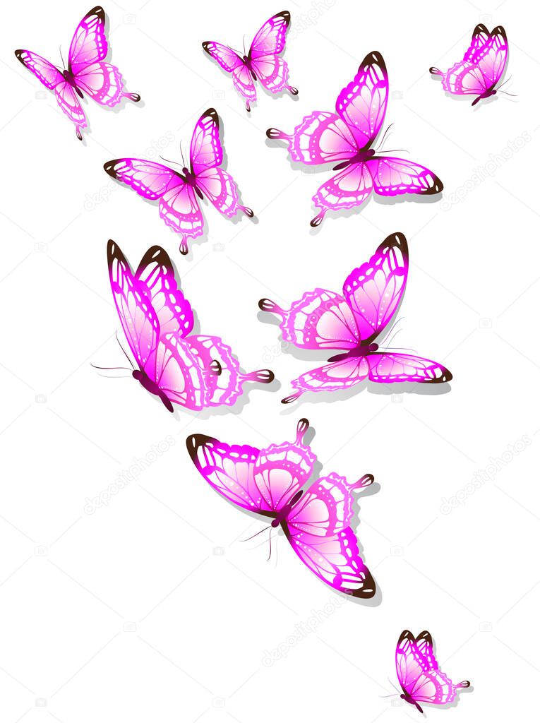 bright purple butterflies isolated on white background, spring concept 