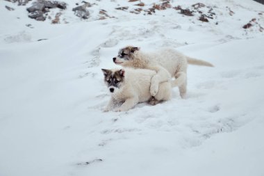 İki yeşil kızaklı köpek yavrusu etrafta oynuyorlar.
