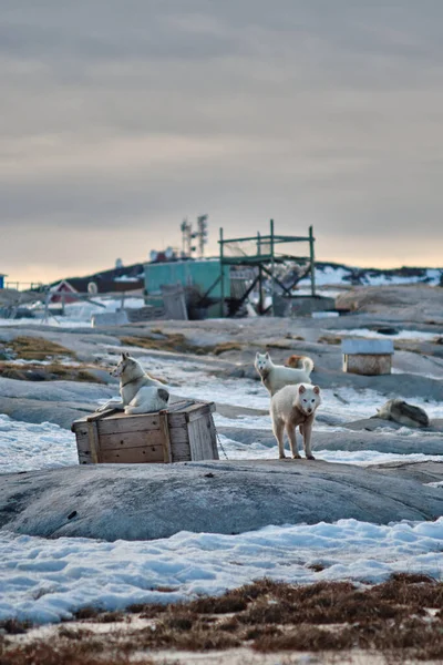小屋に鎖でつながれたグリーンランドの犬ぞりの群れ — ストック写真