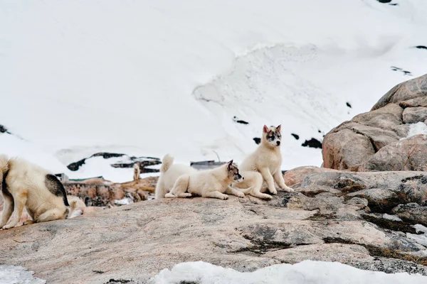 Zwei Grönländische Schlittenhundewelpen Liegen Auf Felsen Und Schauen Die Kamera — Stockfoto