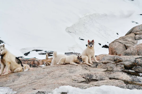 Deux Chiens Traîneau Groenlandais Posés Sur Des Rochers Regardant Caméra — Photo