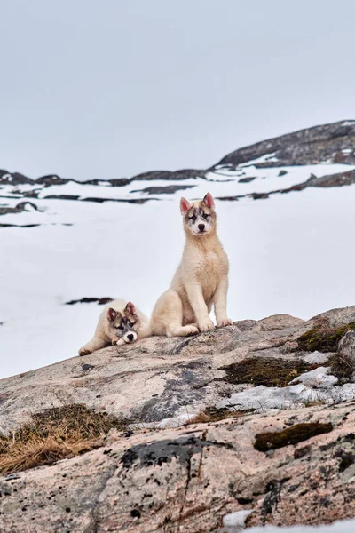 Zwei Grönländische Schlittenhundewelpen Spielen Herum — Stockfoto