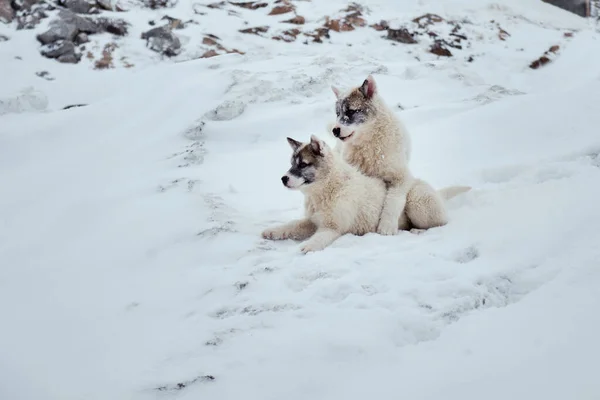 Zwei Grönländische Schlittenhundewelpen Spielen Herum — Stockfoto