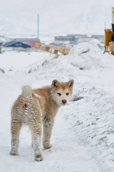 Niedlicher Grönländischer Schlittenhundewelpe Der Sich Schnee Umsieht — Stockfoto