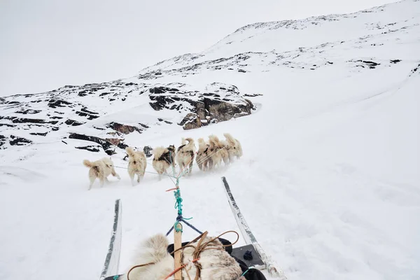Vue Passager Traîneau Chiens Ilulissat Greeland — Photo
