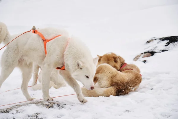 Zwei Schöne Schlittenhunde Ilulissat — Stockfoto